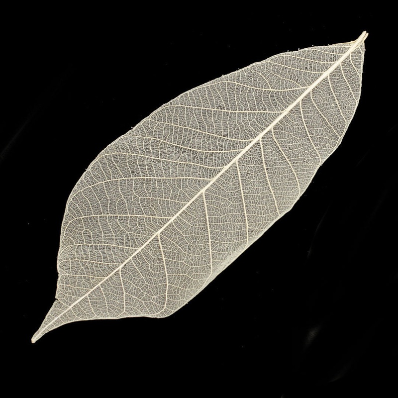 Decorative Leaf Ivory 5.9" (100pcs/pack)